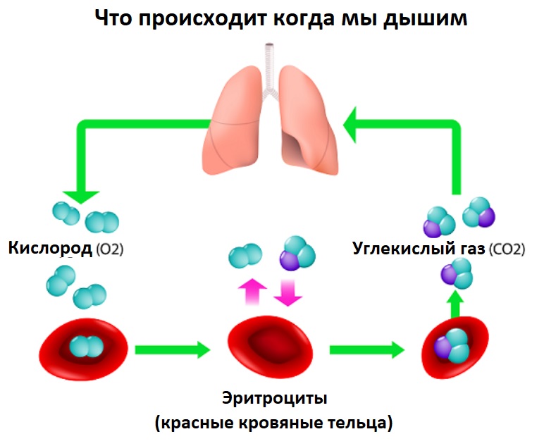 Газообмен при дыхании